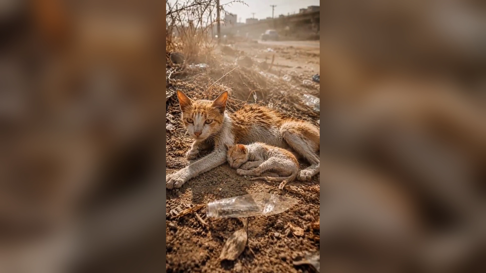 H0506002_“Starving Mother Cat Protected Her Kitten Until Help Arrived”