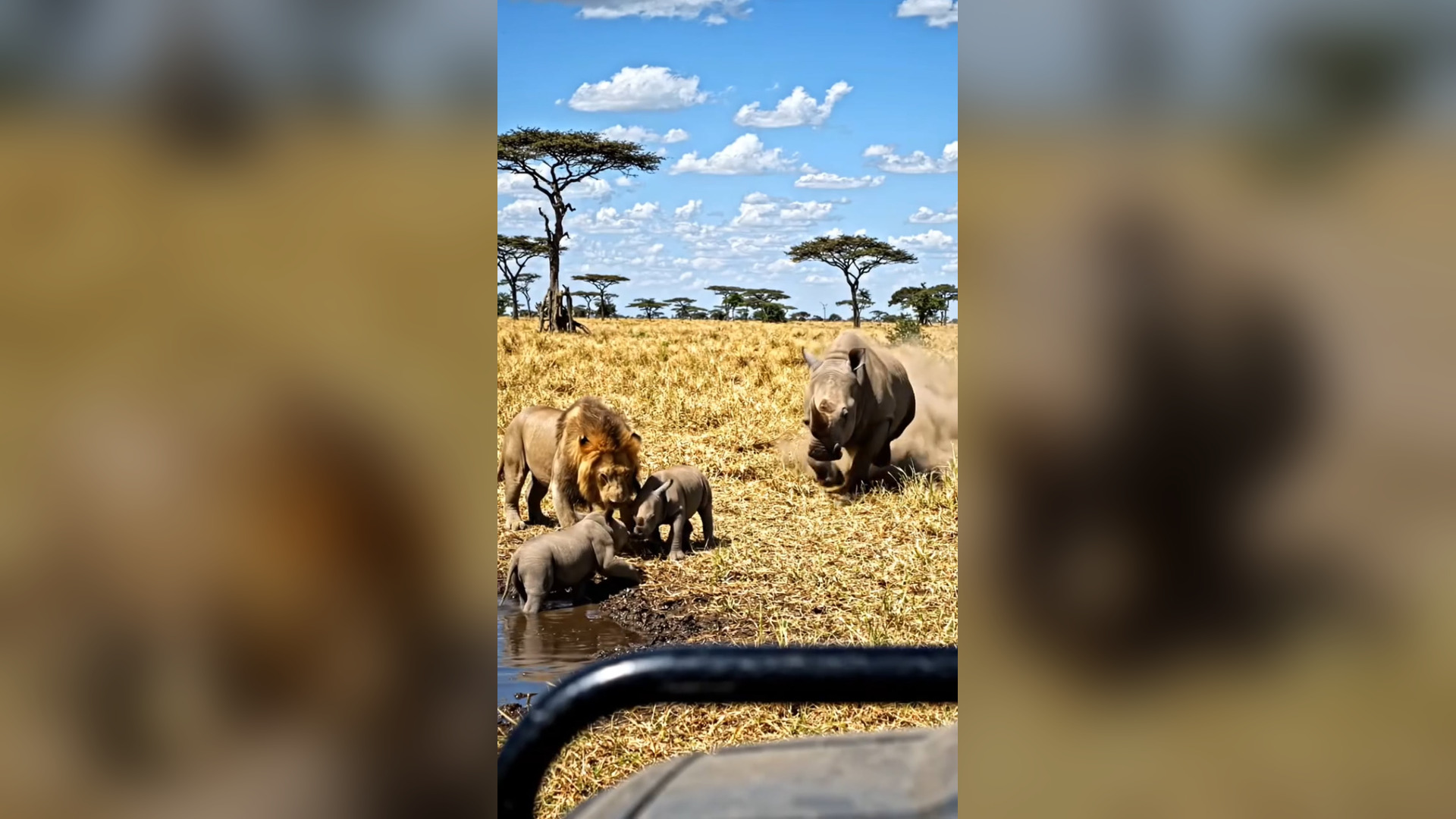 H0506003_Momma rhino pulls up like a boss to save her babies a lion! Absolu