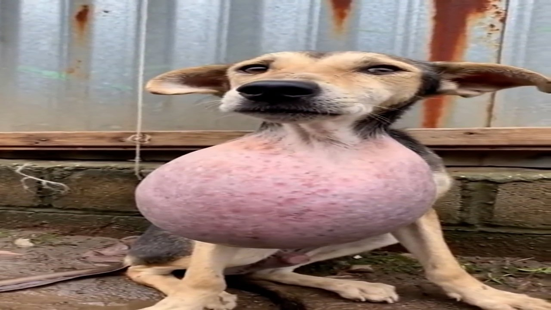 H1006010 moment I saw sweet girl, my heart sank. massive tumor was a heavy burden, but her eyes were still of hope. We had to he