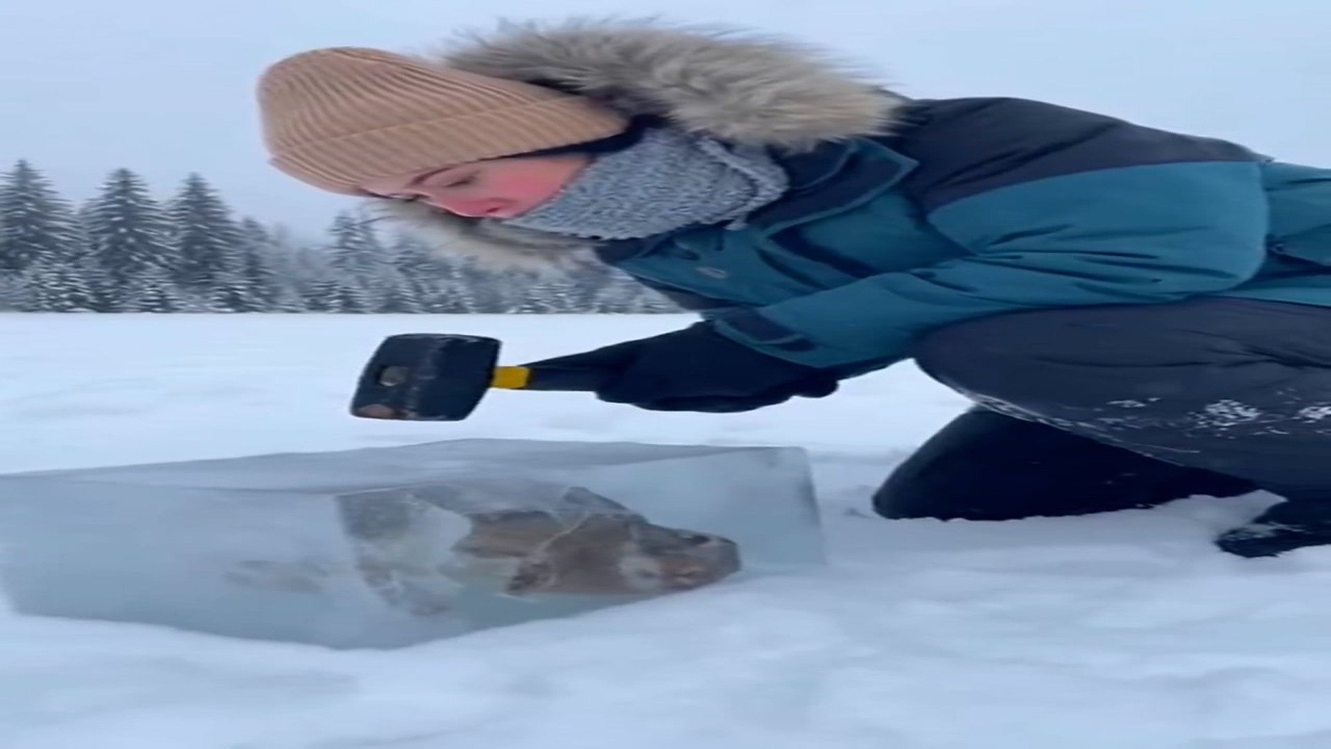 H1106054_My heart stopped when we stumbled upon this poor rabbit trapped in the ice. I couldn't just leave him there. �We had t