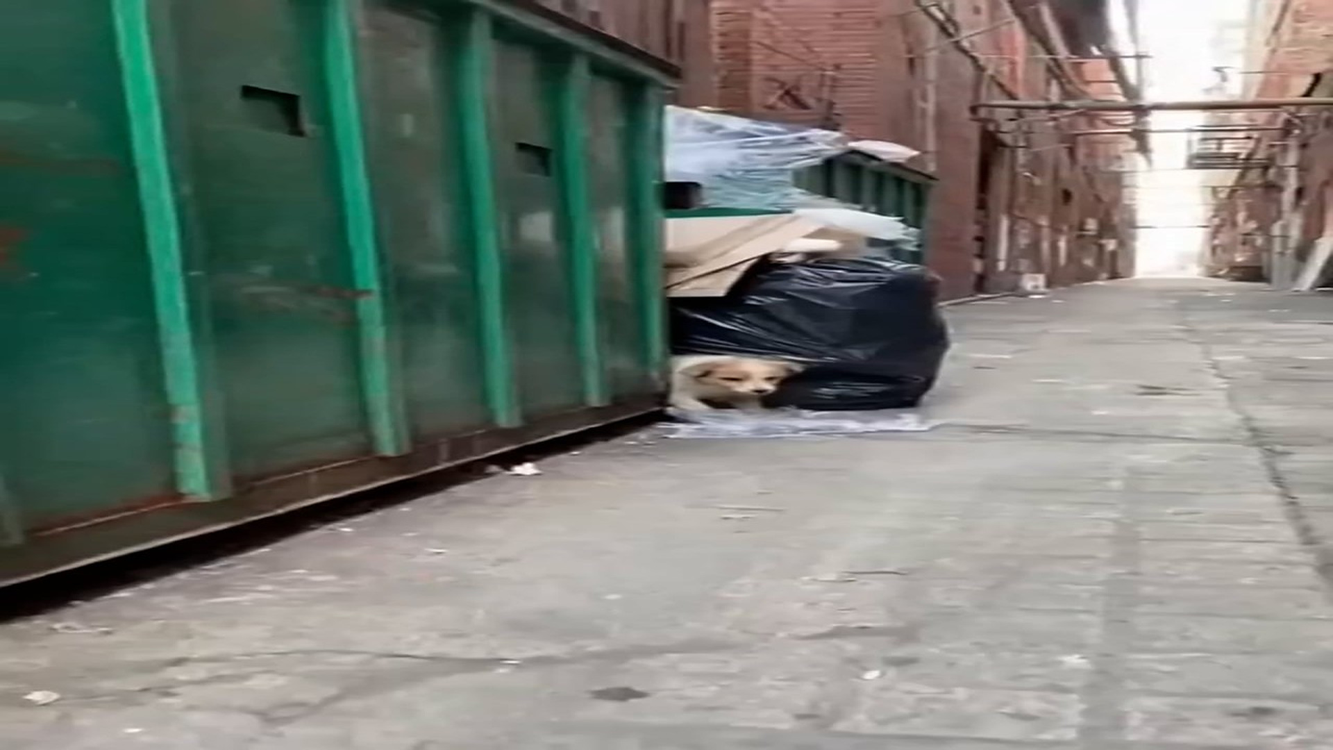 H1106036_I was walking through this alley and almost missed him. He was so tiny and all alone.He was huddled behind the dumpster
