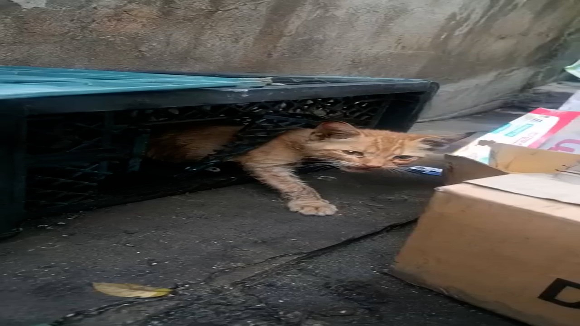 H1106016_I was walking down an alley when I heard the saddest little meow. I had to see what was wrong.Then I saw him. This poor