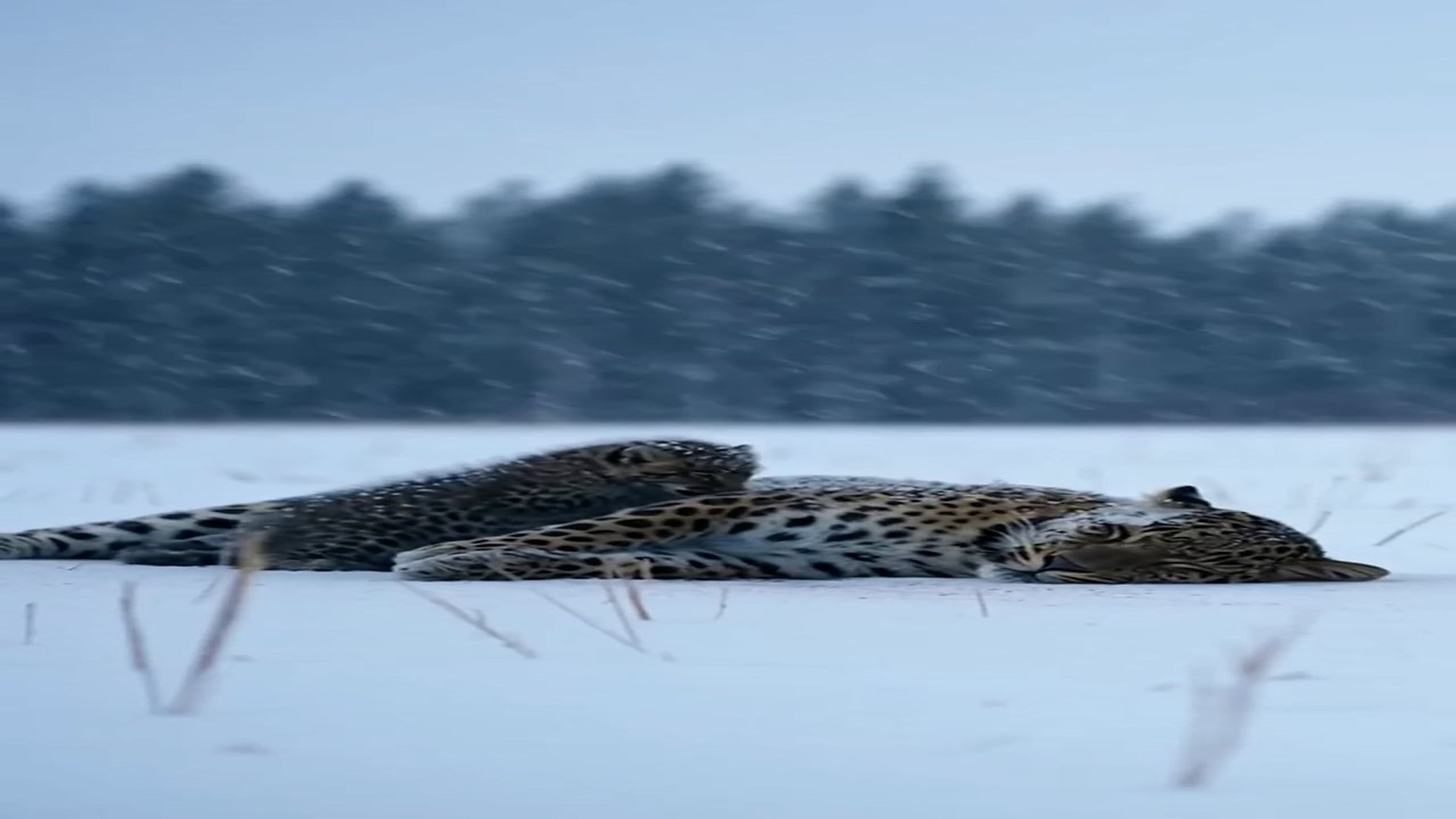 H1106003_I was out in the blizzard when I came across this scene. My heart completely broke. A mother leopard, her paw trapped,